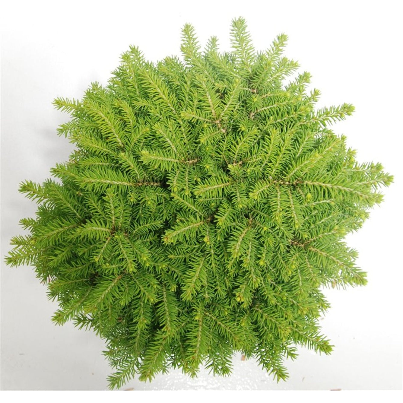 Gran – Picea abies 'Little Gem' - C5 30-40 cm.